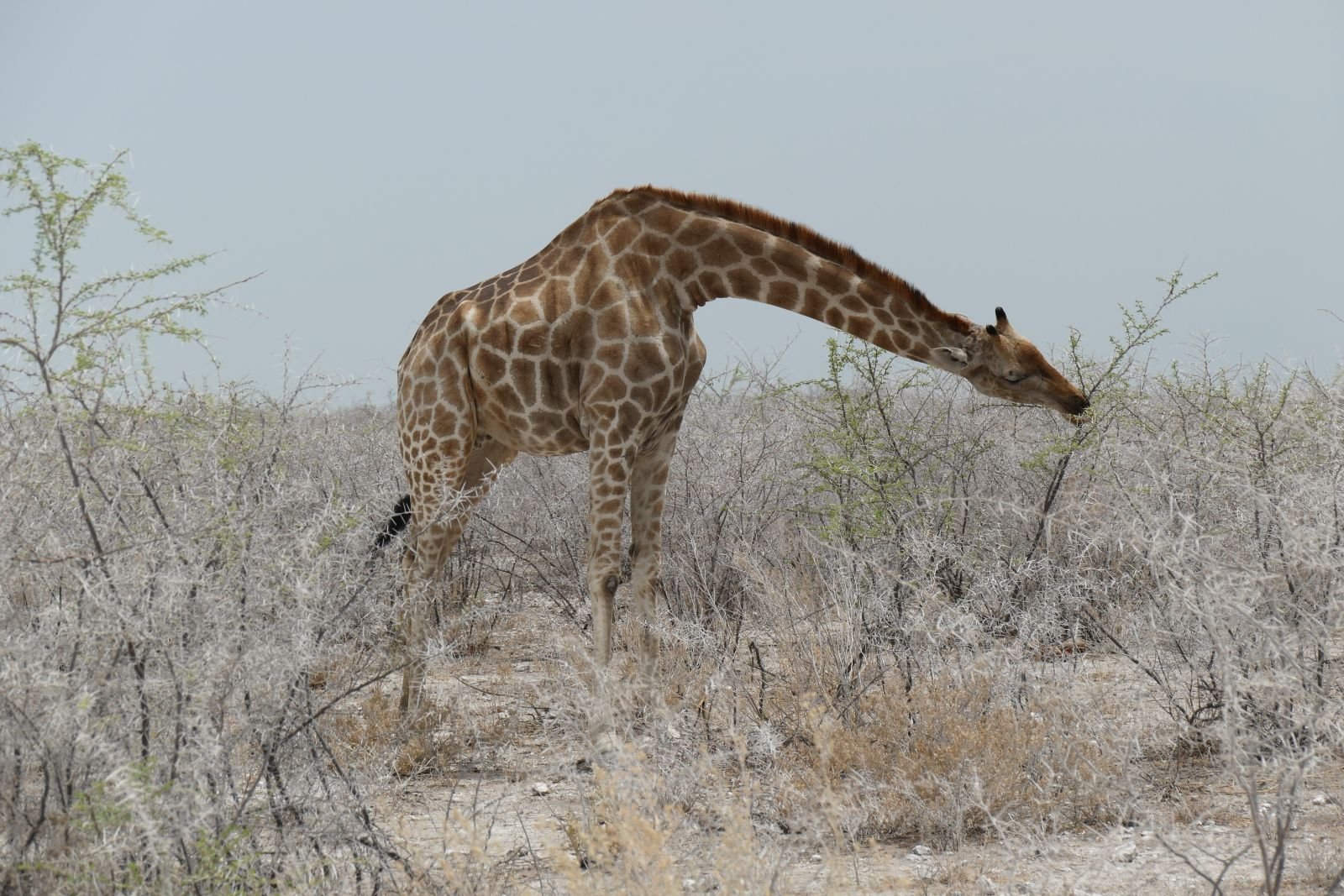 Giraffe 23.JPG